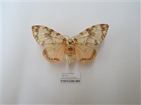 藏品(波斑毒蛾)的圖片